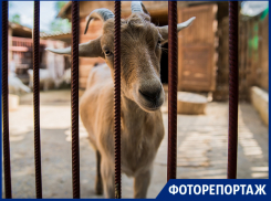 «Блокнот» увидел, как содержатся животные в живом уголке Таганрога