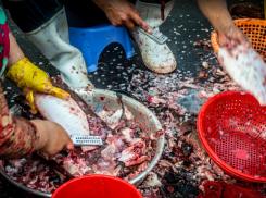 Стихийная торговля принесла полмиллиона рублей в таганрогский бюджет - как это устроили