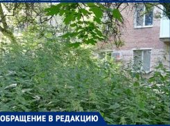 Дом по улице Тольятти в Таганроге шестой год тонет в зарослях травы
