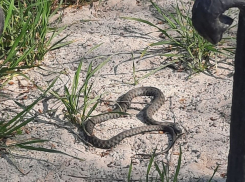 Они проснулись: кого стоит опасаться таганрожцам
