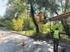 Вместо утраченных деревьев: в Таганроге нашли место для масштабной компенсационной высадки
