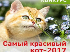 В Таганроге выберут самого очаровательного кота города