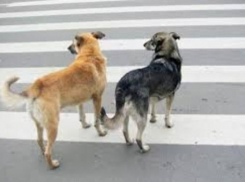 Таганрогские собаки дисциплинированнее жителей города