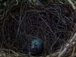 В Таганроге «сносят» птичьи гнезда: пернатые в шоке