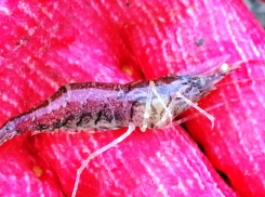 Учёные обнаружили дальневосточных креветок в Таганрогском заливе