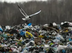 Власти обещают избавиться от таганрогской свалки до конца 2024 года