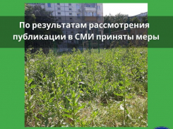 После публикации «Блокнот Таганрог» за траву привлекут МКУ «Благоустройство»