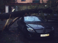Упавшее старое дерево в Таганроге разбило три автомобиля