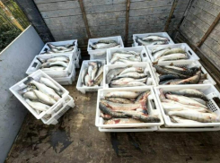 Браконьер из Ростова разорил Таганрогский залив на 8 тысяч рыб и 6,6 миллиона рублей