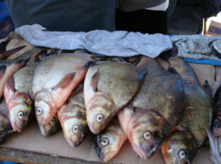 Опасная рыба может лишить жизни в Таганроге