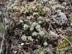 Новое издание Красной книги Ростовской области вышло в свет