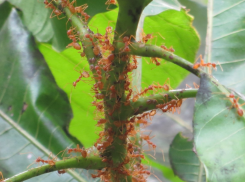 Побелка не помогла: как таганрожцам спасти деревья от муравьёв и тли