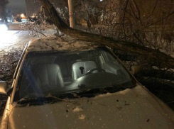 Старое, обледеневшее дерево сломалось и упало  на машину в Таганроге