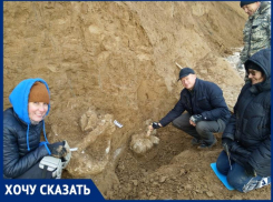 Назад в прошлое: на берегу Таганрогского залива учёные нашли останки мамонта