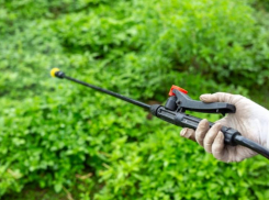 Таганрожцы могут гулять спокойно: клещи на Пушкинской набережной больше не живут