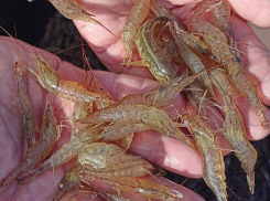 Таганрогский залив и Азовское море пополняют свои запасы: обилие креветок зафиксировали ученые