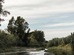 В Таганроге и во всей Ростовской области продлили запрет на посещение лесов и урочищ