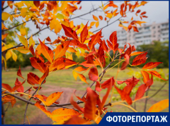 Чарующая осенняя природа под прицелом фотографа «Блокнот Таганрог»