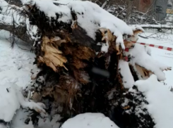 Огромное трухлявое дерево обрушилось в Таганроге