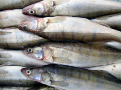 В Таганроге к реализации не допущена рыбная продукция