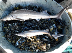 Азовское море будет кишеть осетрами? Учёные наблюдают за миграцией ценной рыбы из Таганрогского залива в Дон