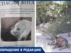 Прикормленные собаки в Таганроге разрывают домашних кошек и котов