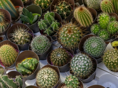 Уже и за это сажают? Таганрожцев предупредили об уголовном наказании за выращивание кактусов