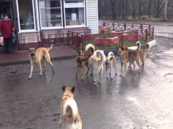 Таганрожцев терроризируют дикие собачьи стаи