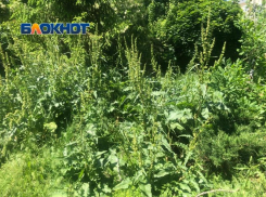 На Октябрьской площади Таганрога трава стоит по пояс