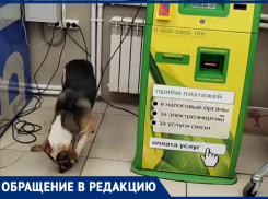 Голодная собака-экстремалка решила перекусить электрическим кабелем в Таганроге