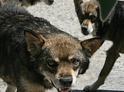 Очередное нападение собак на ребенка в Таганроге