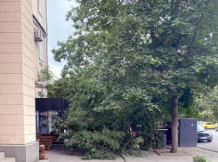 И пусть весь мир подождёт: в центре Таганрога упавшее дерево парализовало работу кофейни