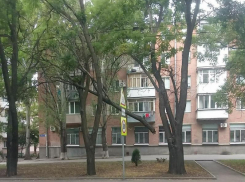 «Магия вне Хогвартса»: «парящая» ветка в воздухе на одной из улиц Таганрога