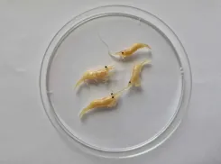 Сладкое мясо и массовое нашествие: дальневосточная креветка захватила Таганрогский залив