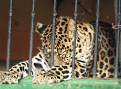 Из таганрогского мини-зоопарка на свободу вырвался дикий зверь