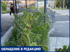 На Северной площади таганрожцы обнаружили опасные ядовитые растения