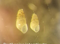 Неведомые пришельцы оккупировали Таганрогский залив из-за того, что воды стали более солёными