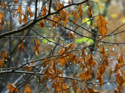 Последняя неделя уходящего года в Таганроге будет теплой и бесснежной