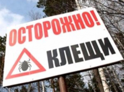 В Ростовской области от укусов клещей пострадали более 300 человек