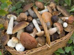 13 человек отравились грибами в Ростовской области