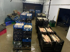 В Таганроге у предпринимателя изъяли 7 тонн рыбы