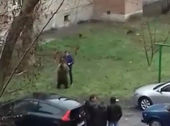 Дикое животное во дворе таганрогской многоэтажки удивило горожан