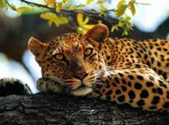 Застреленный в центральном парке Таганрога леопард был здоров