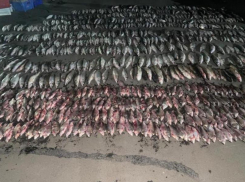 В Неклиновском районе пограничники пресекли перевозку незаконного улова рыбы 