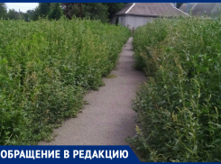 В Таганроге буйный цвет амброзии: от Водопроводной до «Мармелада» сплошные заросли