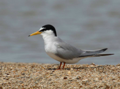 Фотохудожник Таганрога запечатлел краснокнижную малую крачку