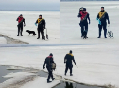 «Хвост на льдине»: как в Таганрогском заливе спасали собаку