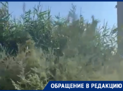Таганроженка боится, что загорится 4-х метровый камыш, который окружает газовую трубу