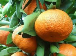 Какие мандарины выбрать для новогоднего стола: гид для таганрожцев