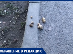 Таганроженка  пожаловалась на нерадивых владельцев собак